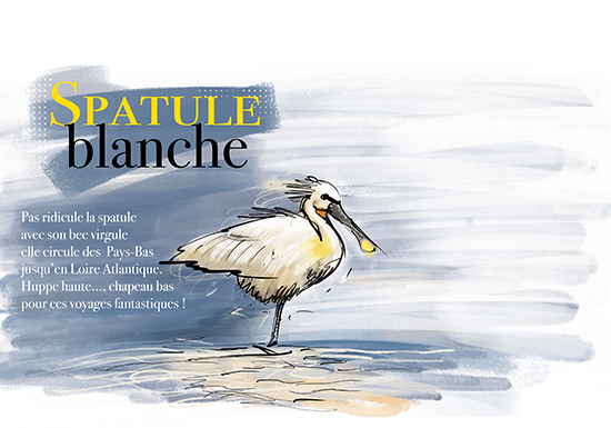 Spatule blanche